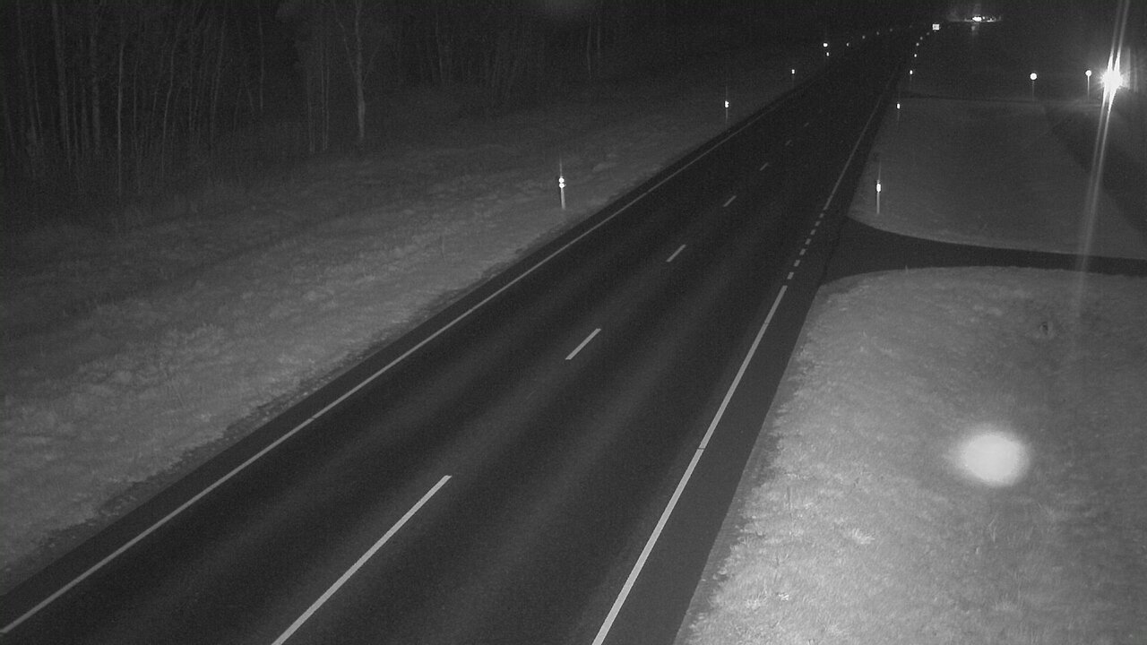 Tammispää